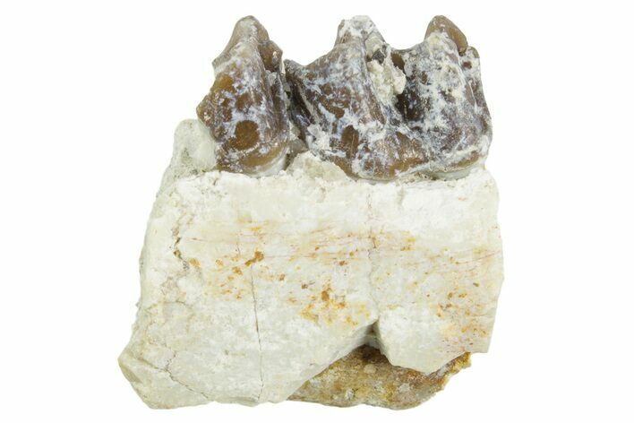 Fossil Horse (Mesohippus) Jaw Section - South Dakota #365173
